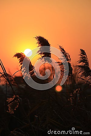 Reeds in sunset glow Stock Photo