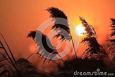 Reeds in sunset glow Stock Photo