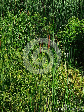 Reeds in the swamp Stock Photo