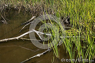 Reeds and twigs at waters edge Stock Photo