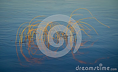 Reeds in water Stock Photo