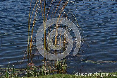 Reeds in the Water on a Clear Sunny Day Stock Photo