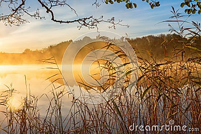 Reeds at the water's edge and autumn fog Stock Photo