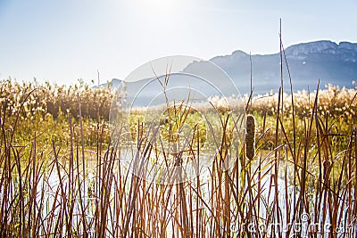 Reeds in the wetlands natural park La Marjal in Pego and Oliva Stock Photo