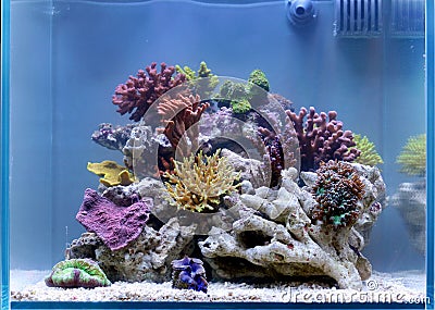 Reef aquarium Stock Photo
