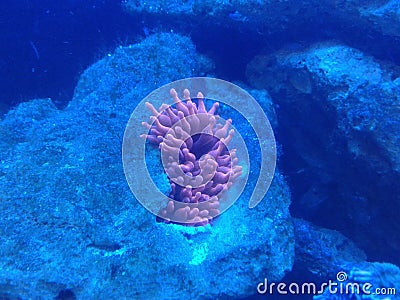 Reef aquarium Actiniaria Stock Photo