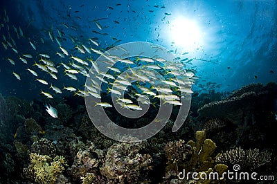 Reef and colored school of fish, Red Sea Stock Photo