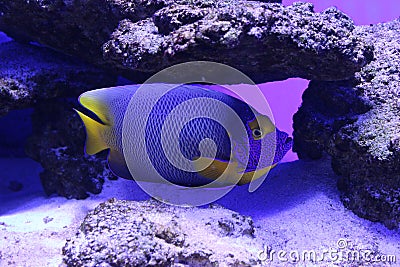 Reef fish angel blue underwater Stock Photo