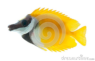 Reef fish, foxface tabbitfish, isolated on white b Stock Photo