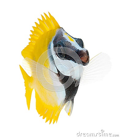 Reef fish, foxface tabbitfish, isolated on white b Stock Photo