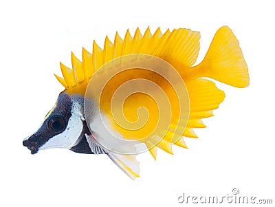 Reef fish, foxface tabbitfish, isolated on white b Stock Photo