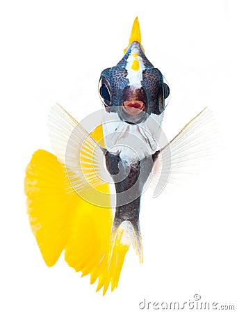 Reef fish, foxface tabbitfish, isolated on white b Stock Photo