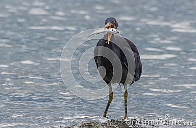 A Reef Heron Readjusting a Fish in its Mouth Stock Photo
