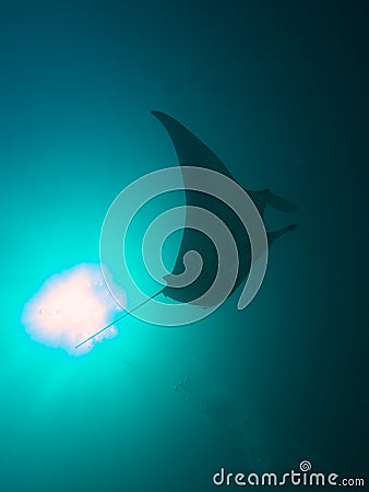 Reef Manta Ray Stock Photo