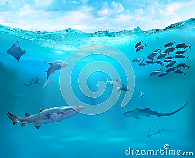 Reef with marine animals. Stock Photo