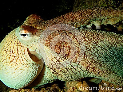 Reef octopus Stock Photo