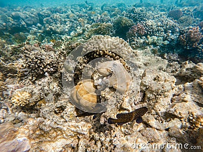 Reef octopus Octopus cyanea on coral reef Stock Photo