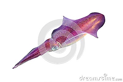 Reef Red Squid with Big Eyes Isolated On A White Background. Purple Ocean Cephalopod With Tentacles, Red Sea, Egypt. Stock Photo