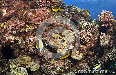 Reef Scene in Kona Hawaii Stock Photo