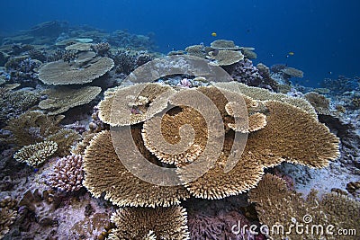 Reef seascape Stock Photo