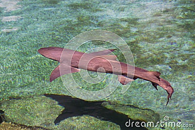 Reef Shark Stock Photo