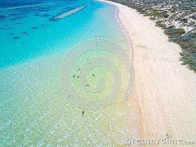 Reef sharks swimming silhouettes close to the beach in Coral Bay Stock Photo