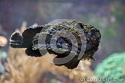 Reef stonefish (Synanceia verrucosa). Stock Photo