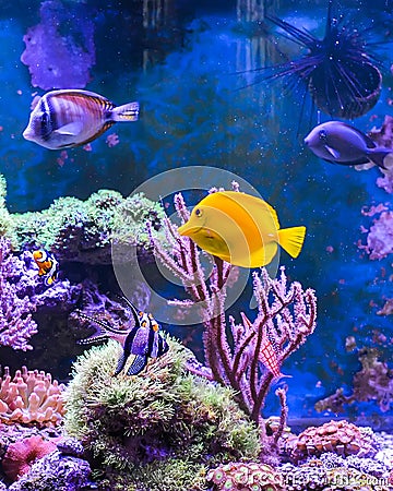 Reef tank, marine aquarium Stock Photo
