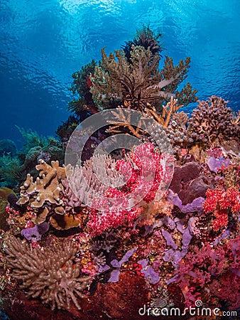 Pristine tropical coral reefs Stock Photo