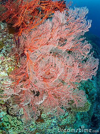 Brightly coloured tropical coral background. Misool, Raja Ampat, Indonesia Stock Photo