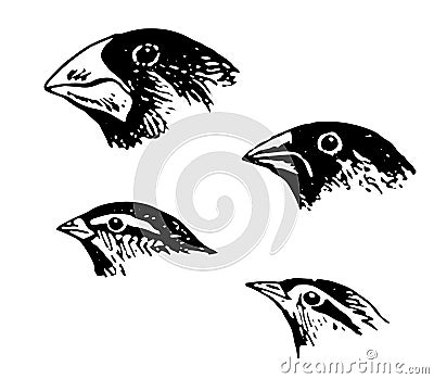 Reel in various angles very amazing bird Vector Illustration