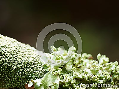 Reen moss lichens growing on wet brown bark Stock Photo