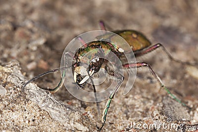 Reen tiger beetle (Cicindela campestris) Stock Photo