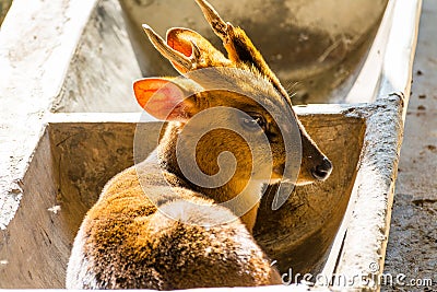 Reeves`s muntjac Muntiacus reevesi, sitting in a stone feeding trough, also known as Chinese muntjac, is a muntjac species foun Stock Photo