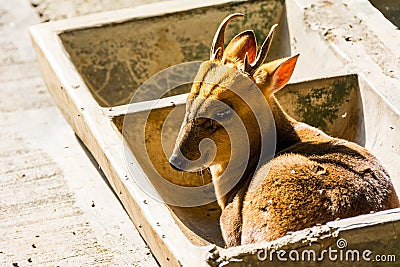 Reeves`s muntjac Muntiacus reevesi, sitting in a stone feeding trough, also known as Chinese muntjac, is a muntjac species foun Stock Photo