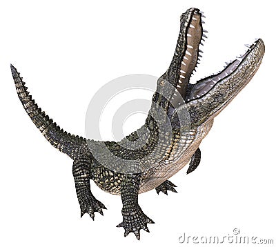 A reference image Alligator isolated on white background 3d illustration Cartoon Illustration