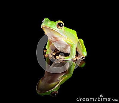 Reflected green tree frog Stock Photo