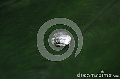 Water Drop on a leaf Stock Photo