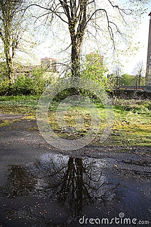 Tree reflecting on the puddle Stock Photo