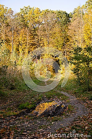 Reflection of autumn trees in puddle on path in middle of forest. Autumn season concept. Multicolored leaves lying in dirty water Stock Photo