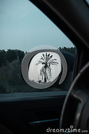 Reflection of a beautiful palm tree in left side rearview mirror in the evening Stock Photo