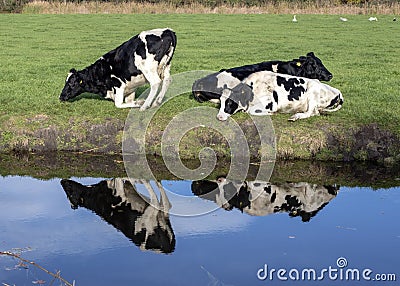 Reflection of black pied cows on the bank of a creek, one is kneeling or getting up Stock Photo