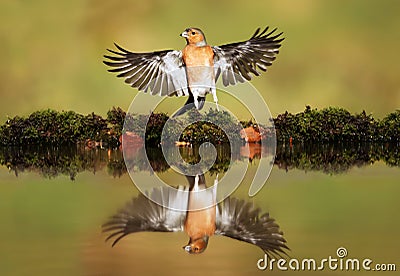 Reflection of a Common chaffinch with open wings Stock Photo