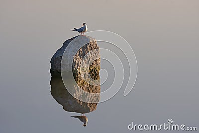 A reflection of a Common tern as he sits on top of a rock Stock Photo