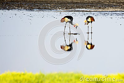 Reflection of Crowned Cranes Stock Photo