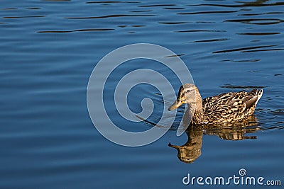 Reflection of duck on pond at Rood Bridge Park Stock Photo