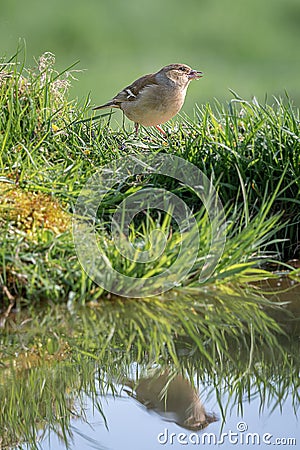 Reflection of a female chaffinch Stock Photo