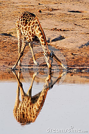 Reflection of Giraffe Stock Photo