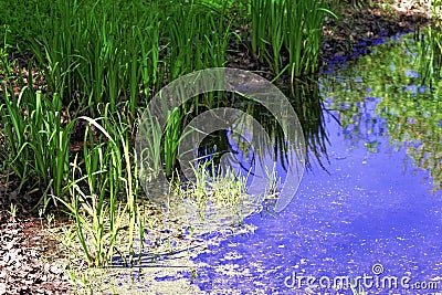 Reflection of grass in a pond Stock Photo