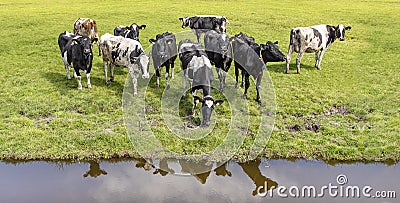 Reflection of a group of cows in the water of a creek, cows in the pasture, aerial view Stock Photo